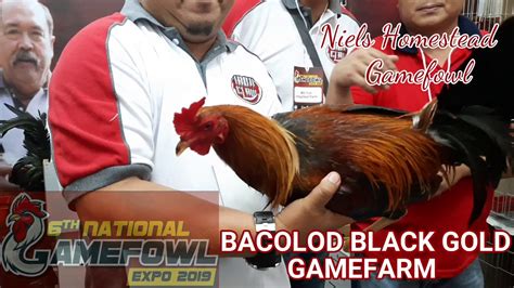 6th National Gamefowl Expo 2019 Bacolod Black Gold Gamefarm Youtube