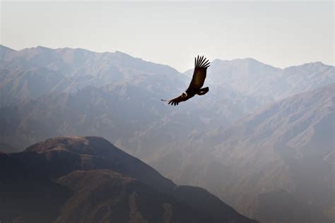 15 Astonishing Andean Condor Facts - Fact Animal