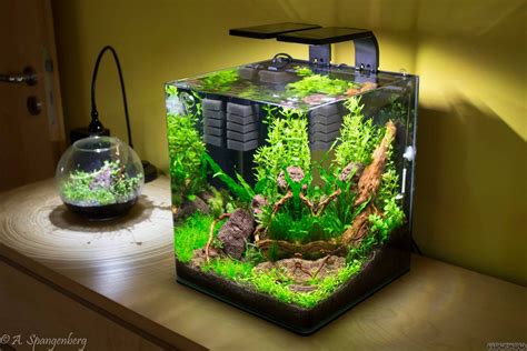 Click To Close The Image Or Click And Drag To Move It Betta Aquarium