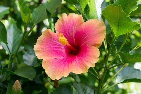 Tropical Hibiscus Plant Care And Essential Growing Tips Petal Republic