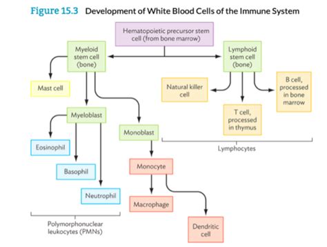 Inflammation And Innate Immunity Ch 15 Flashcards Quizlet