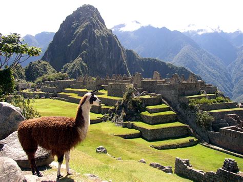 The Unusual Reproductive Cycle Of Llamas Impressive Nature