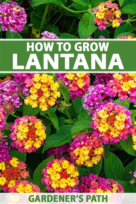 How To Grow And Care For Lantana Flowers Gardeners Path In