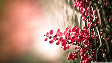 Wallpaper Sunlight Nature Red Plants Branch Blurred Blossom