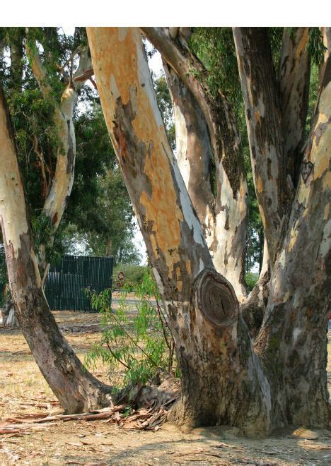 Visit To A California Eucalyptus Grove Eucalyptus Eucalyptus Tree