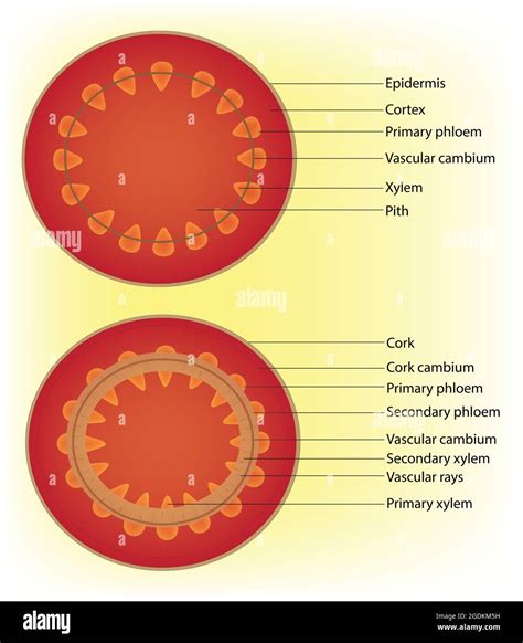 Primary And Secondary Growth Of Dicot Stem Secondary Tissues Plant