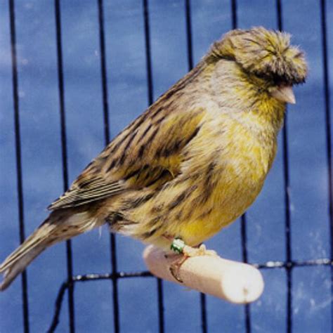 Canary German Crest Lee S Exotic Birds