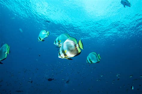 Ikan Karang Pulau Sipadan Laut Celebes Malaysia Foto Stok Unduh