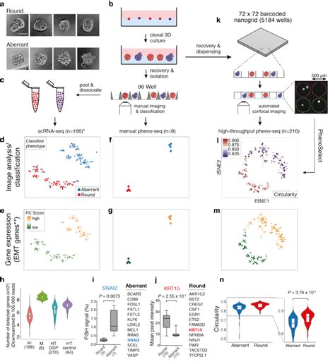 Pheno Seq Enables Direct Image Correlation And Complements The