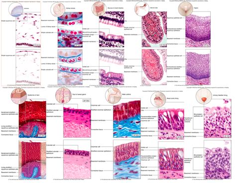 Epithelial Tissues Quizlet With Pictures