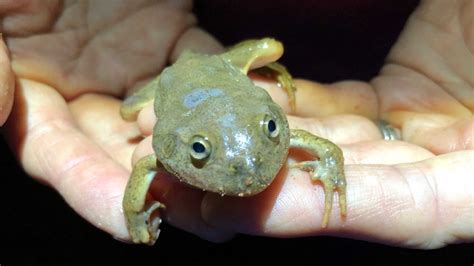 Desert frogs resurface after months — and sometimes years — underground ...