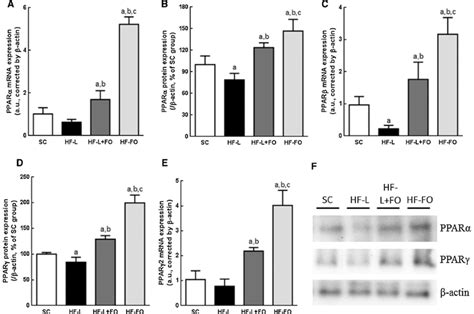 Gene And Protein Expressions Of Ppar In Ibat Values Are The Mean Sd