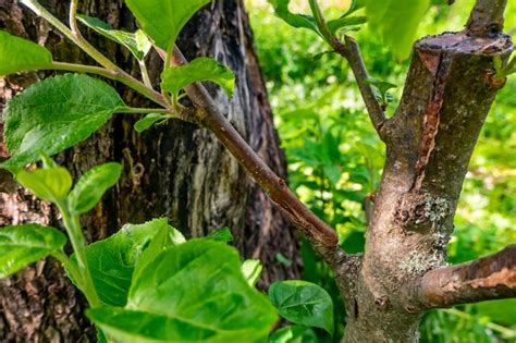 Tallo Cubierto De Cambium Injertado En Una Rama De Un Manzano La