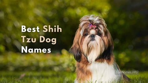 Best Shih Tzu Dog Names