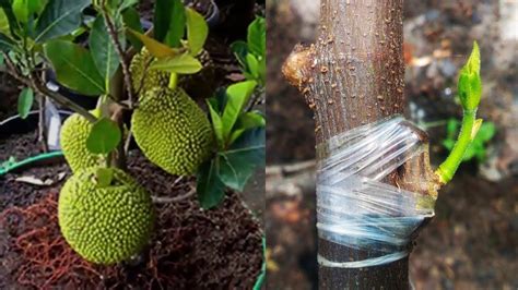 Jackfruit Tree Grafting Easy Way YouTube