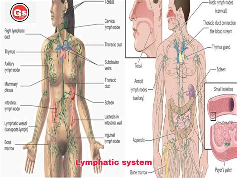 Lymphatic system and lymphs, their types & functions: — GS India ...