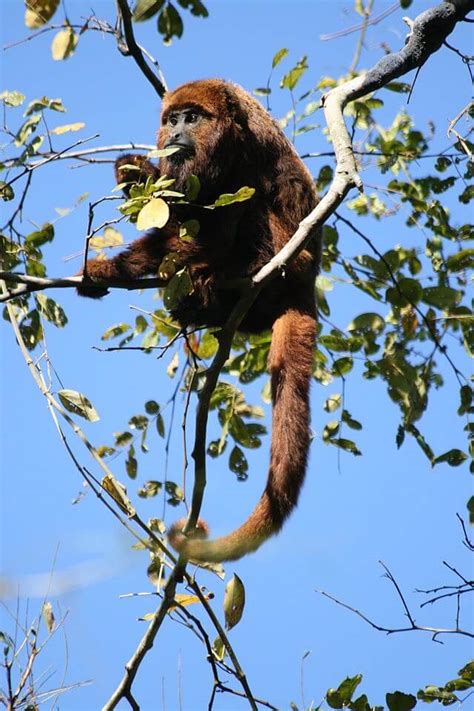 Bring Back The Super Spreaders How Reintroducing Howler Monkeys Can