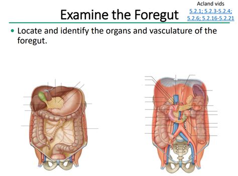 Foregut Diagram Quizlet