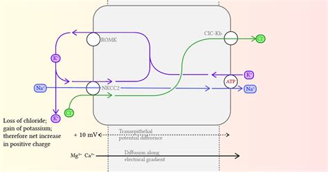 Furosemide Deranged Physiology