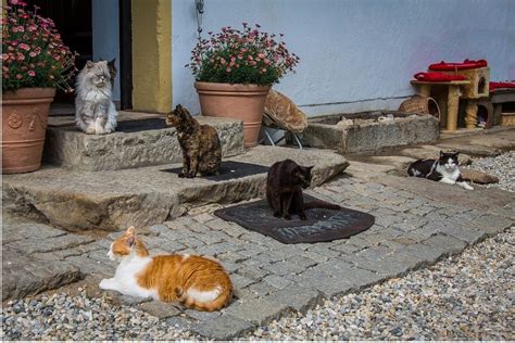 Dove Adottare Un Gatto In Abruzzo Da Chi Andare E A Chi Rivolgersi