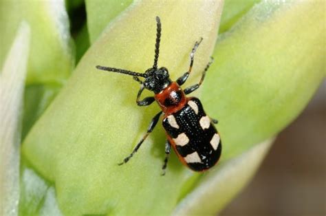 Types Of Beetles In Missouri With Pictures