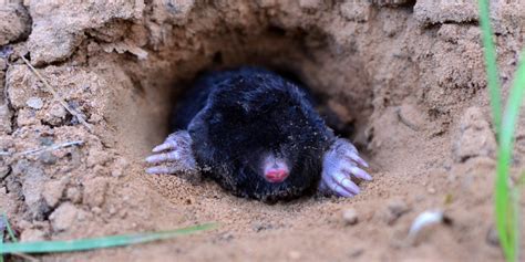 How To Stop Ground Moles In The Garden & Landscape - Naturally!