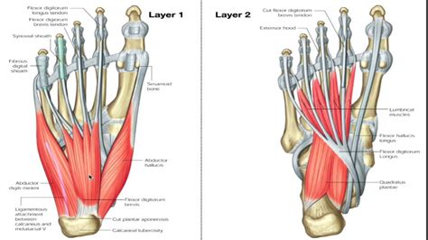 I Muscoli Intrinseci Del Piede Performancelab