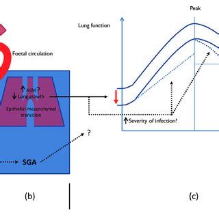 A Schematic Representation Of The Hypothetical Pathways That May Link