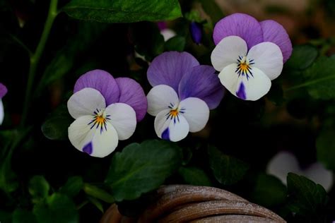 Violets Winter The Free Photo On Pixabay Pixabay