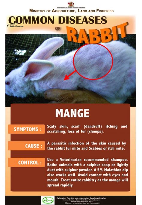 Common Diseases Of Rabbits Sorehocks Ministry Of Agriculture