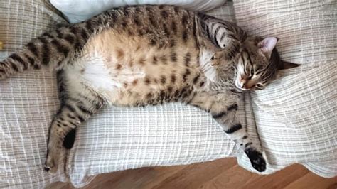 Bloating In Cats 12 Common Causes How To Treat It