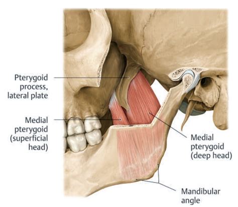 Medial Pterygoid And Masseter