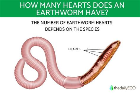 Earthworm Aortic Arches