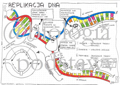 Klasa Replikacja Dna Sketchnotka Z Oty Nauczyciel