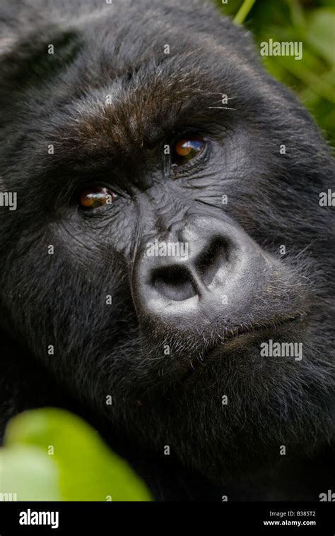 A Male Mountain Gorilla Gorilla Beringei Beringei Of The Kwitonda Group