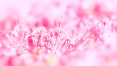 Pink Glittering Flower Background HD Pink Background Wallpapers | HD ...