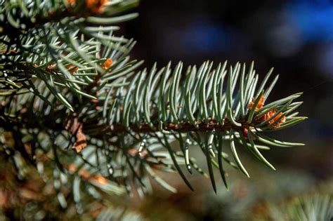 How to Keep Your Dwarf Blue Spruce Healthy and Adorable | Environment Buddy