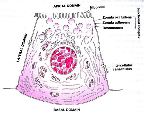 polarity of epithelial cells - Medical Study Zone