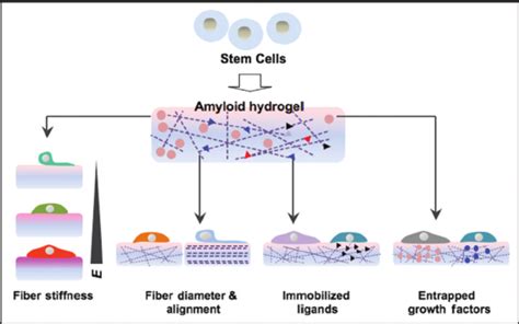 B Amyloid As A Scaffold For Tissue Engineering B Stem Cells May