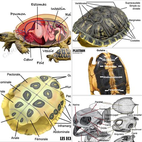 ANATOMIE D Une Tortue Organes Ossatures Coeur Muscles Oeuf