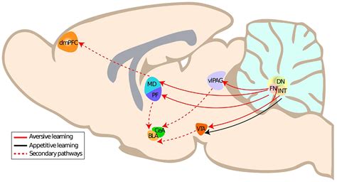 Frontiers Cerebellar Control Of Fear Learning Via The Cerebellar