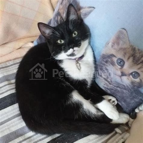 Lost Cat Black And White Cat [name Withheld] Burnley Area Lancashire