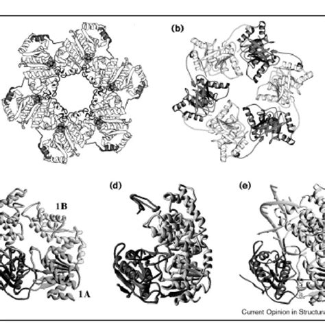 6 Crystal Structures Of Two Hexameric Helicases A T7 Helicase Domain Download Scientific