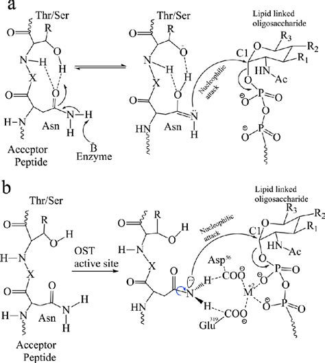 Figure 7 from Structural Insight into the Mechanism of N-Linked ...