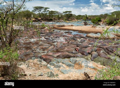 Huge Amount Of Hippos Hippopotamus Amphibius In Famous Hippo Pool Of