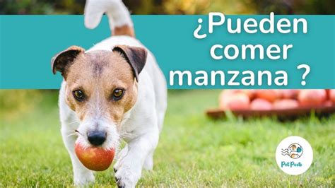 Los Perros Pueden Comer Atun Cocido