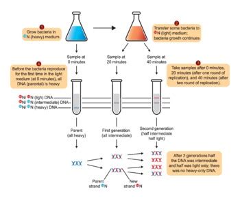 Stahl Meselson Experiment by ADM Science | TPT