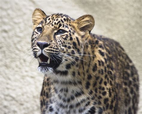 Amur Leopard Portrait Nathan Rupert Flickr