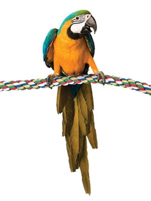 Amazon Jw Pet Comfy Perch For Birds Flexible Multi Color Rope