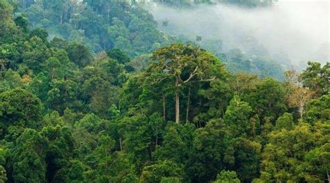 9 Manfaat Dan Ciri Ciri Hutan Hujan Tropis Blackid